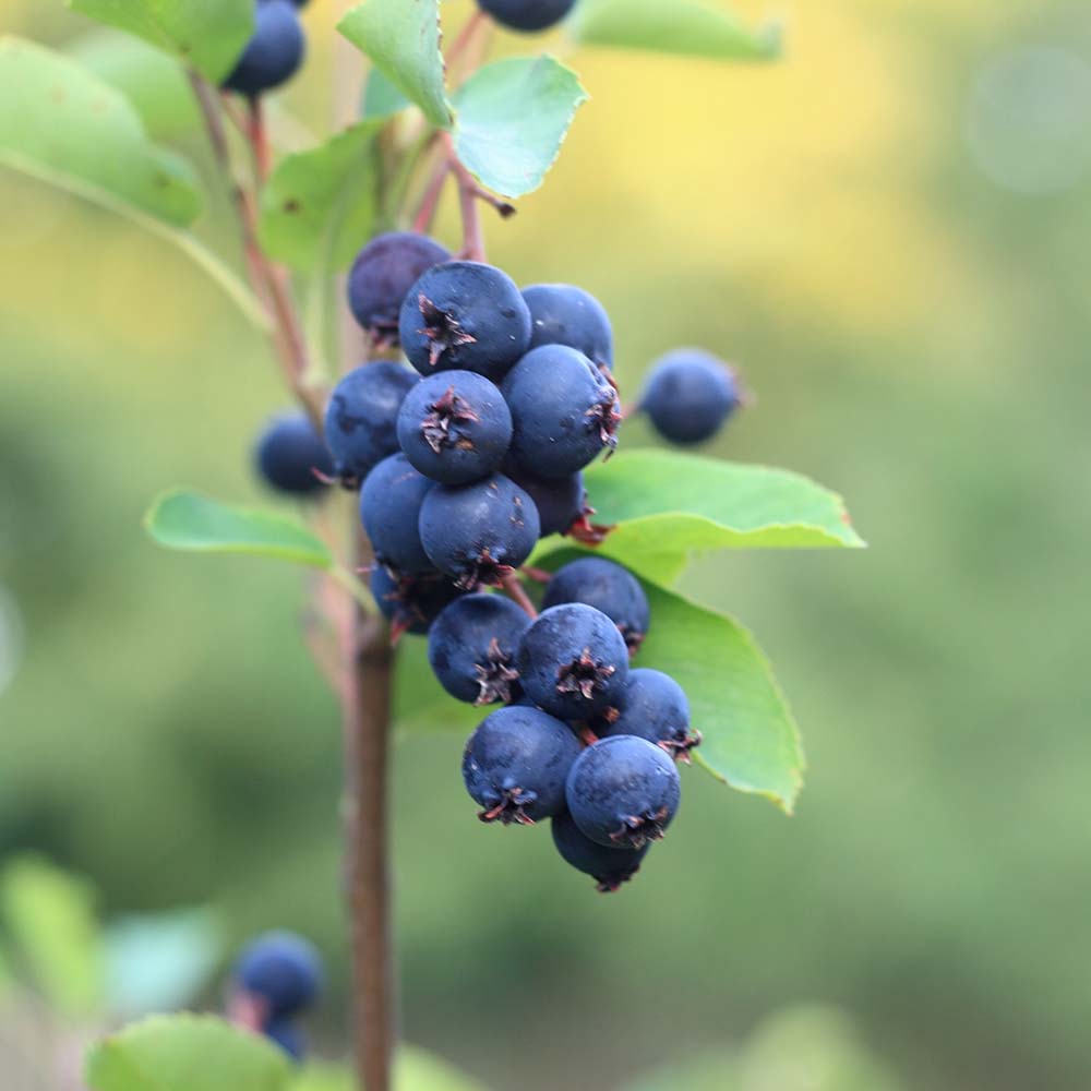 50a90522c5e6f153ab2176c61a19e934