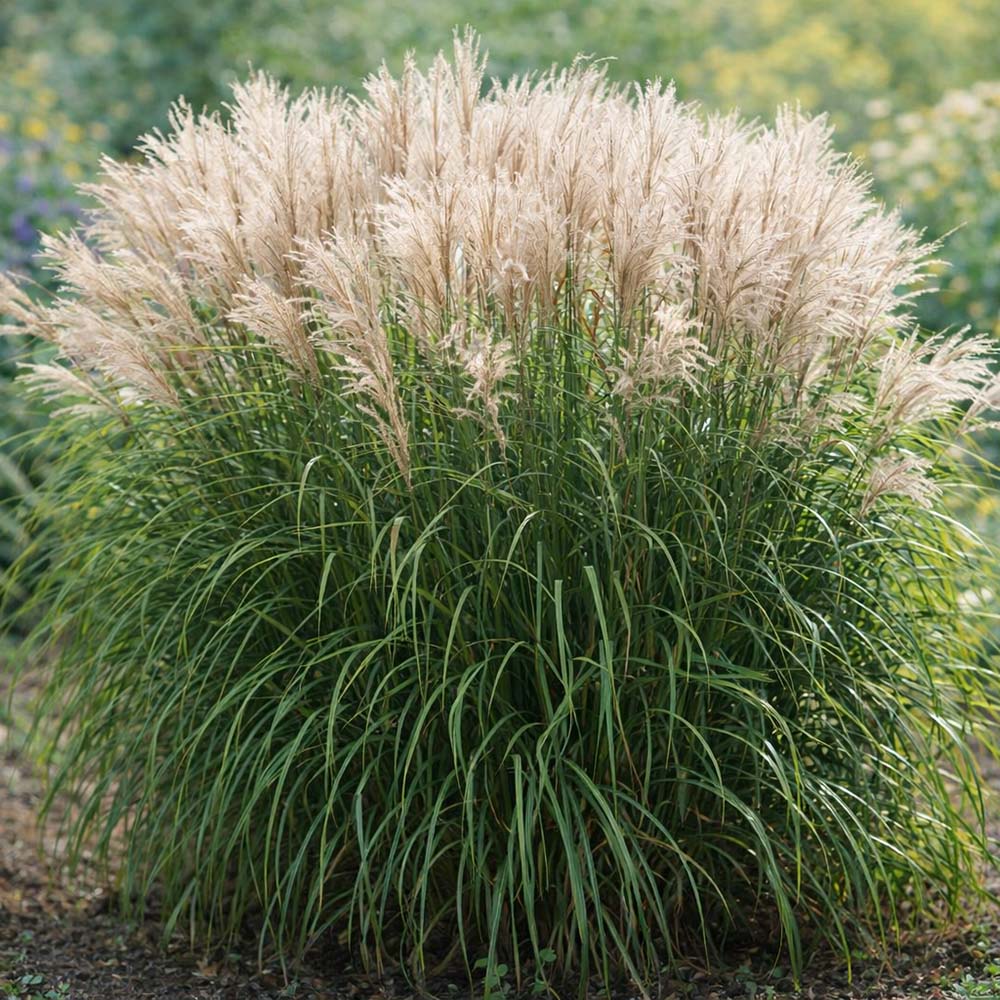 57dc749557dd9b906b60e2ed45dd50dd