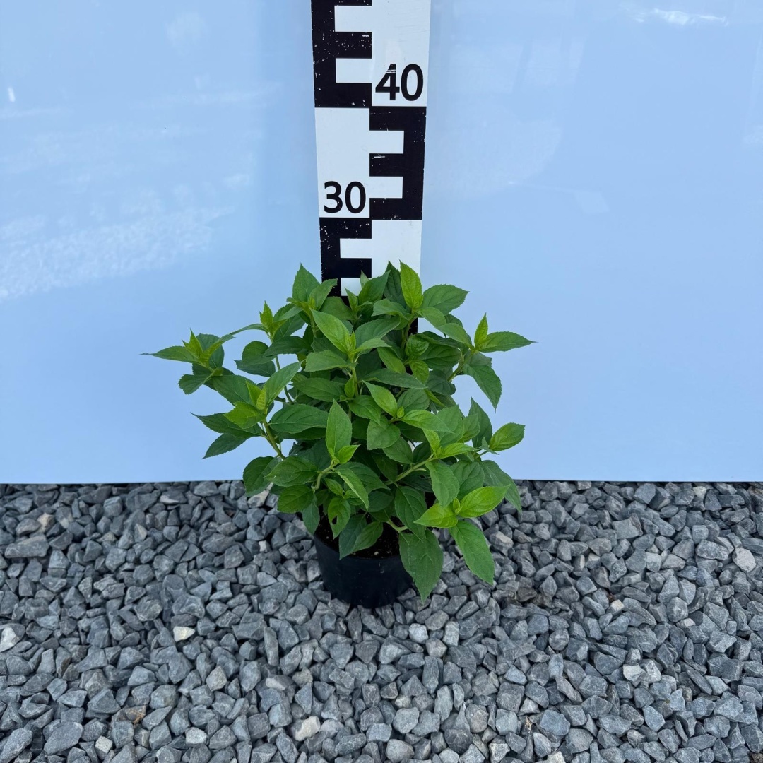 b5411b708e5b15ef5550e45eed8f7604