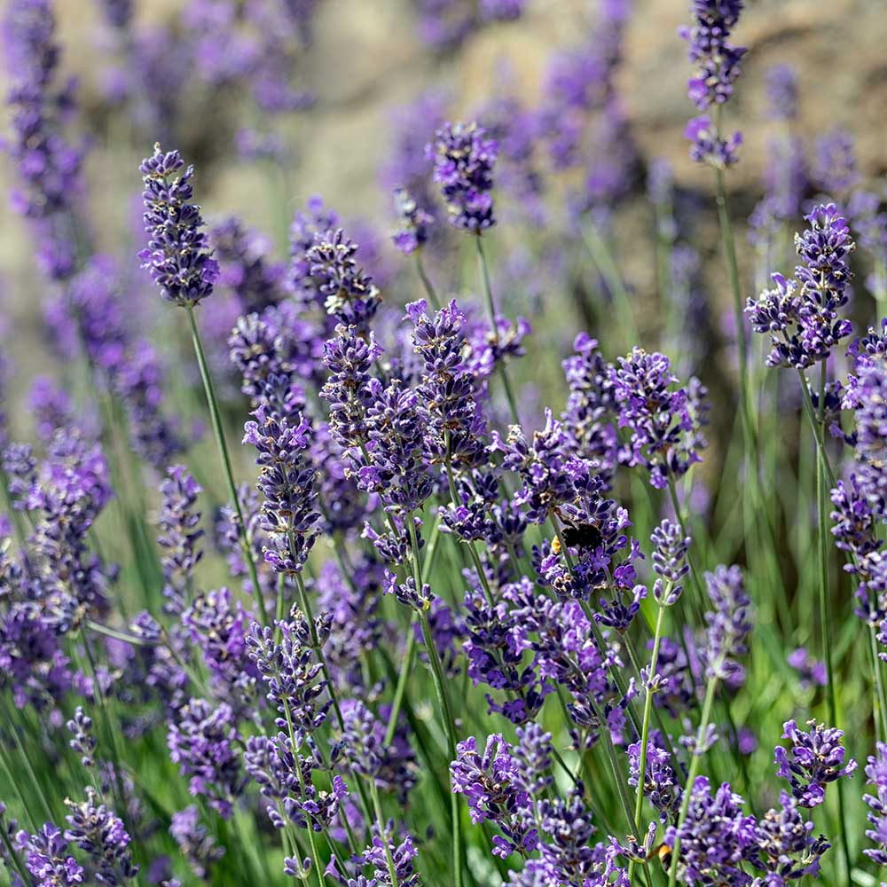 4178a2a514059cc21b2ef7cbb56e811a