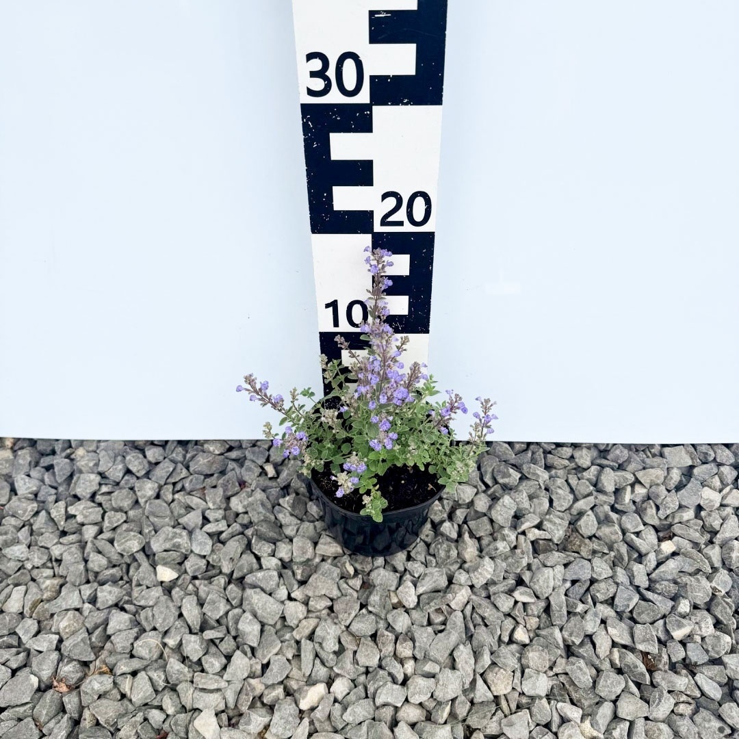 c333230a2009f77d8952f0f75e862f04