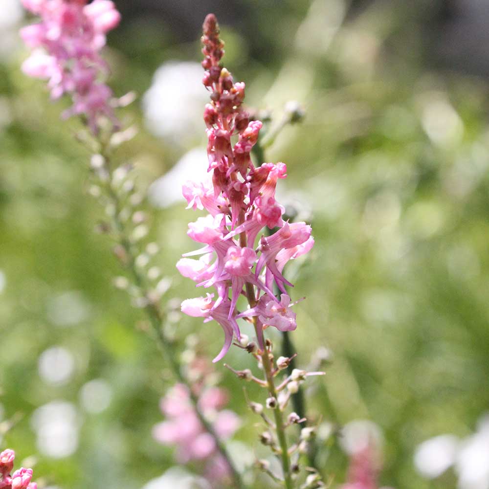 387a11ae4221a8c409ec569df83cf976