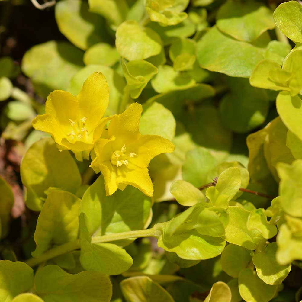 6c2347d50ba6d425eed5c793ce54d2df