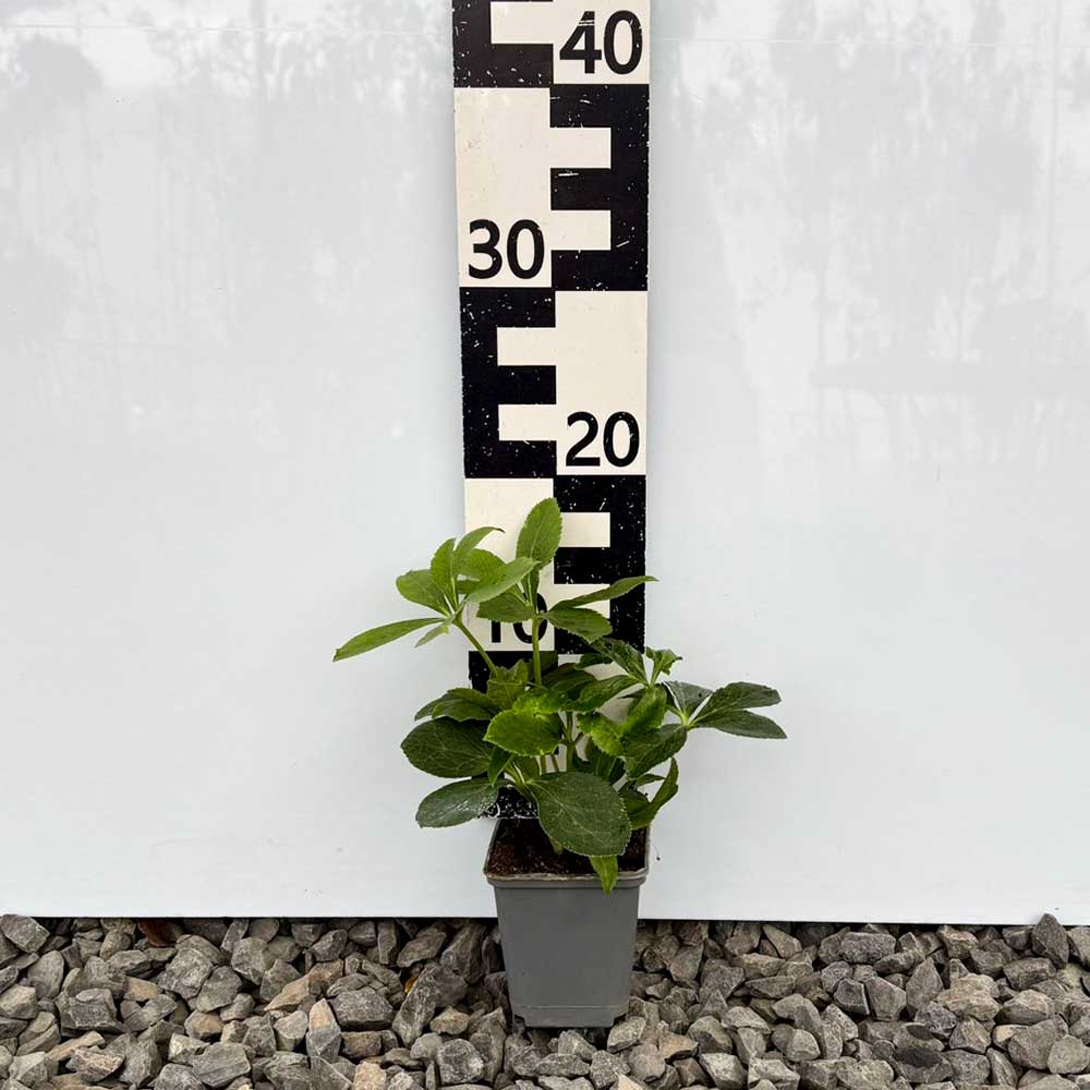 70e35e48412a8ced7355cc99acac79af