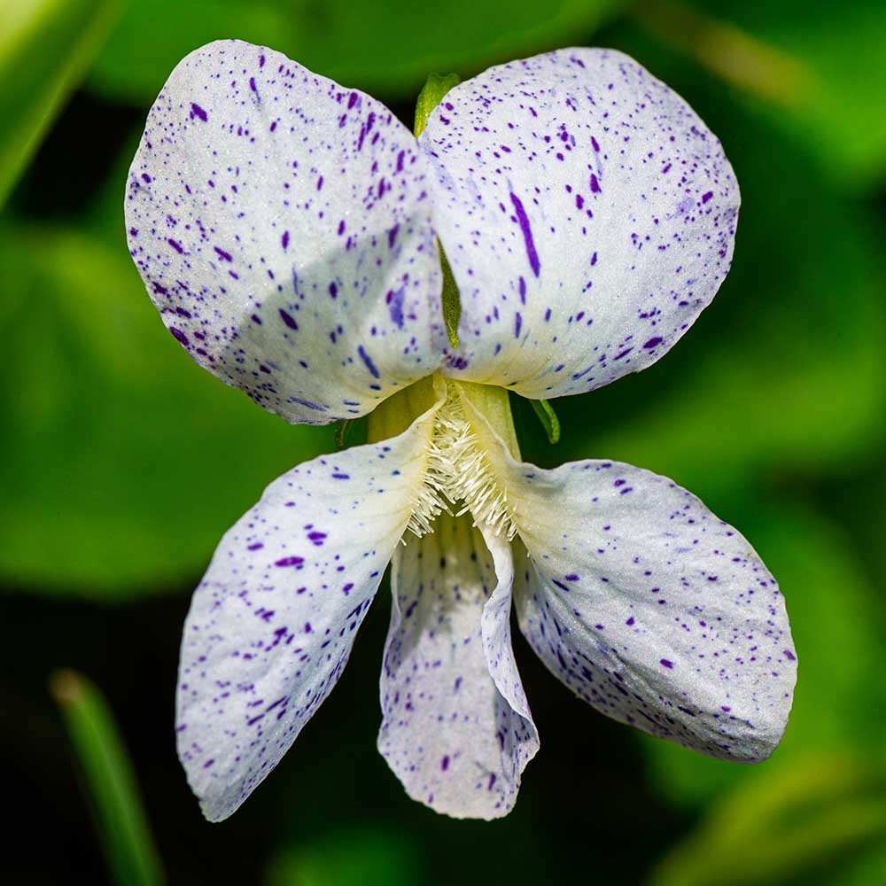 258b9a31fa38727cdfcb9947dd111678