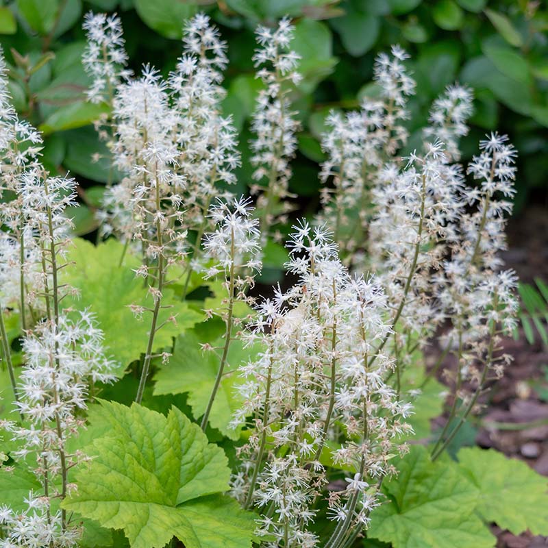 e6a13d5e542978e8c2a635b9091245cf