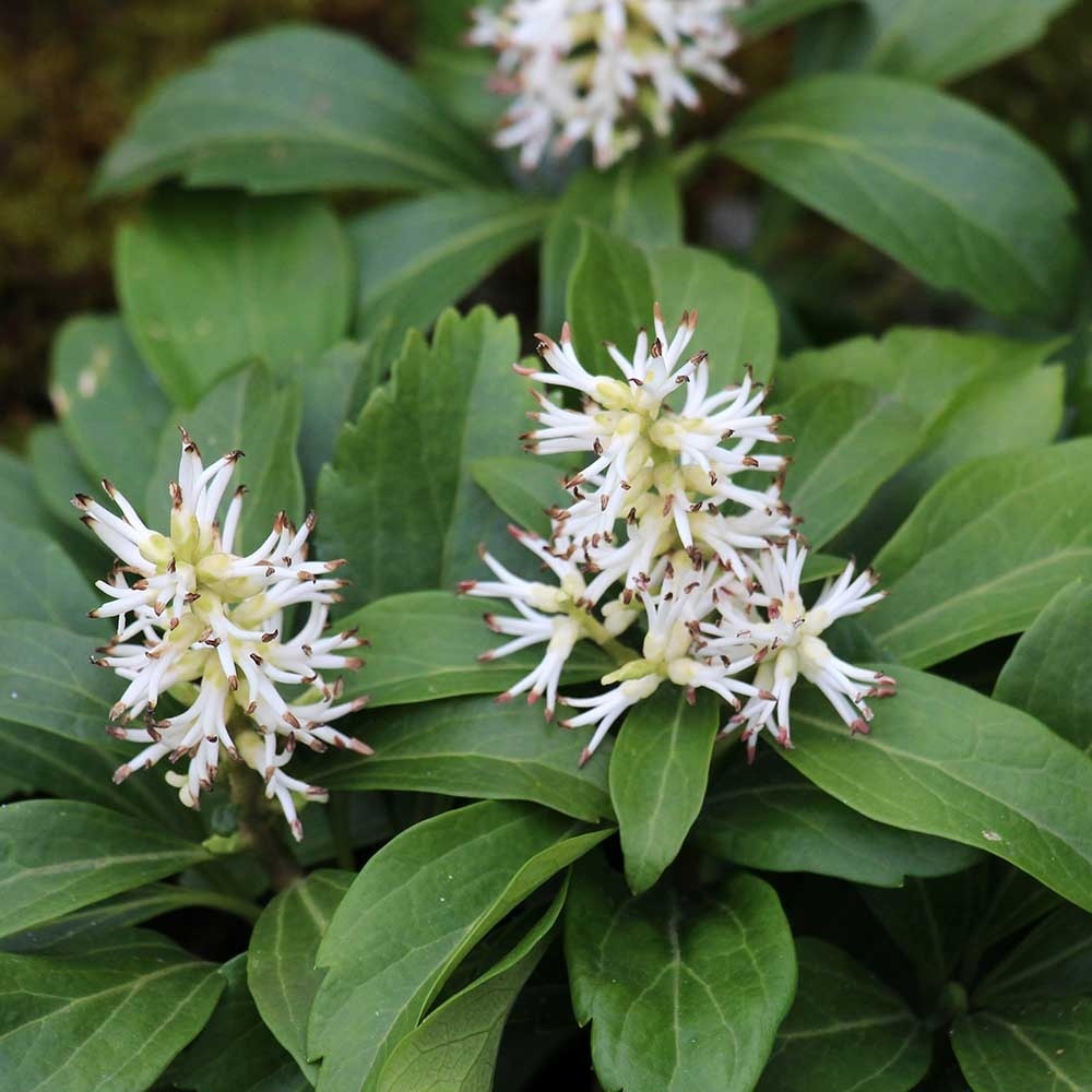 43163133b9f1844372ca972187cab129