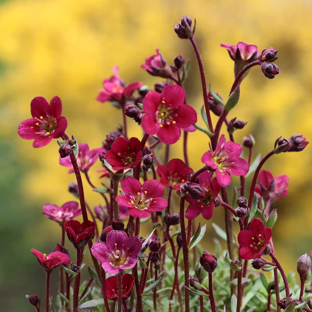 8b7070e352f0e7d8771a5024be2ab8d7