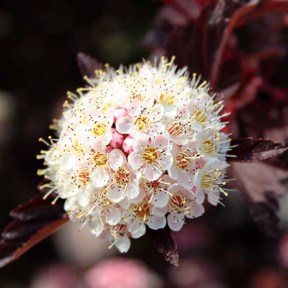 fcab0d88a41686bc9a45369b6c577781