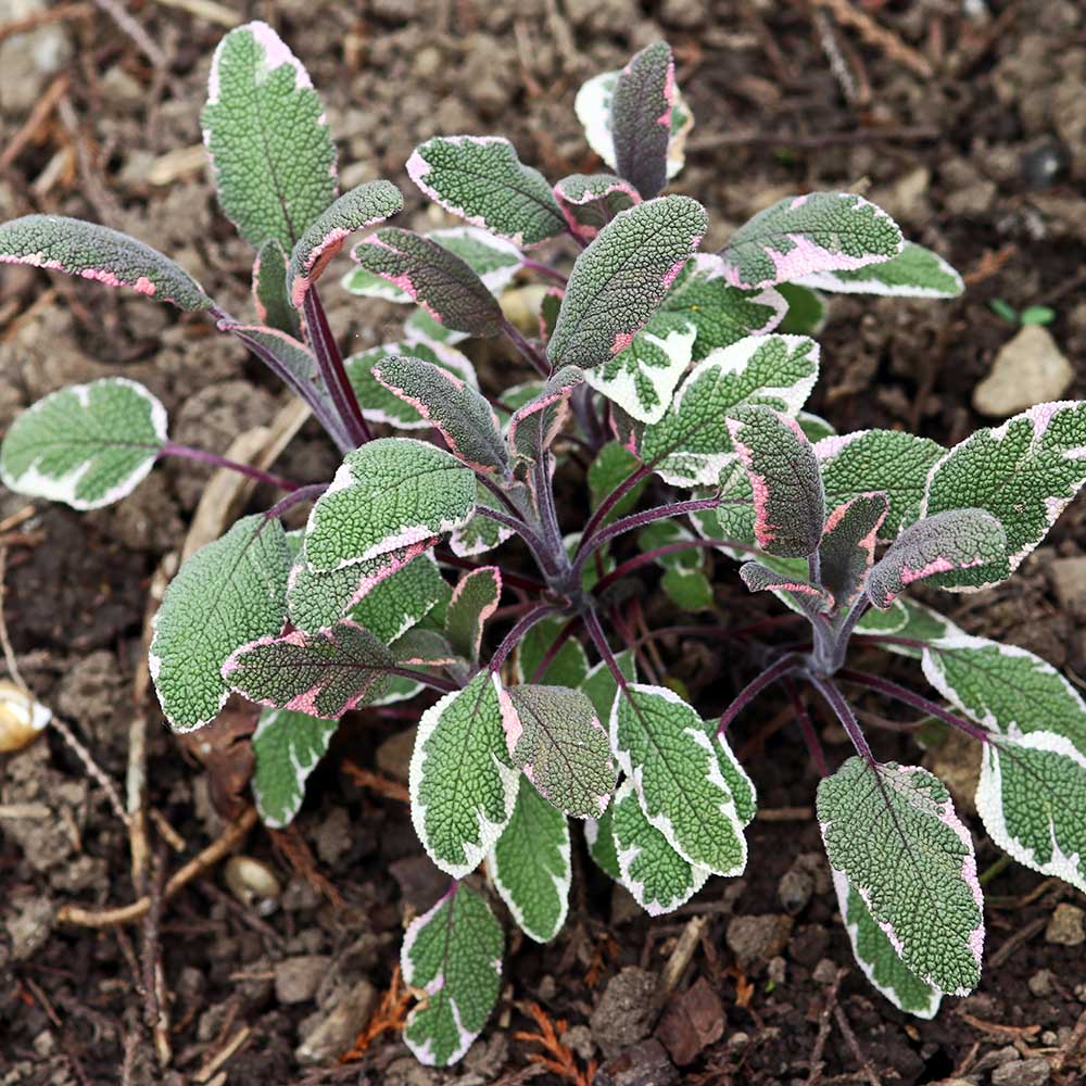 3eb1b9eee5ebd3b3f5fb0b4b680e2c0d