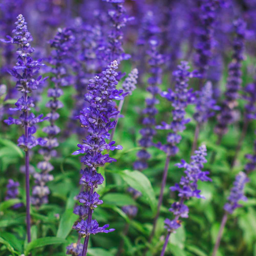 8c0db6dfbf6ed19c8412e2170e5b8f9b