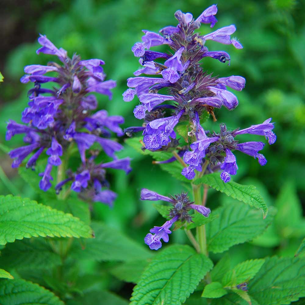 5a35408c53c36c264ad815e82d7fd139