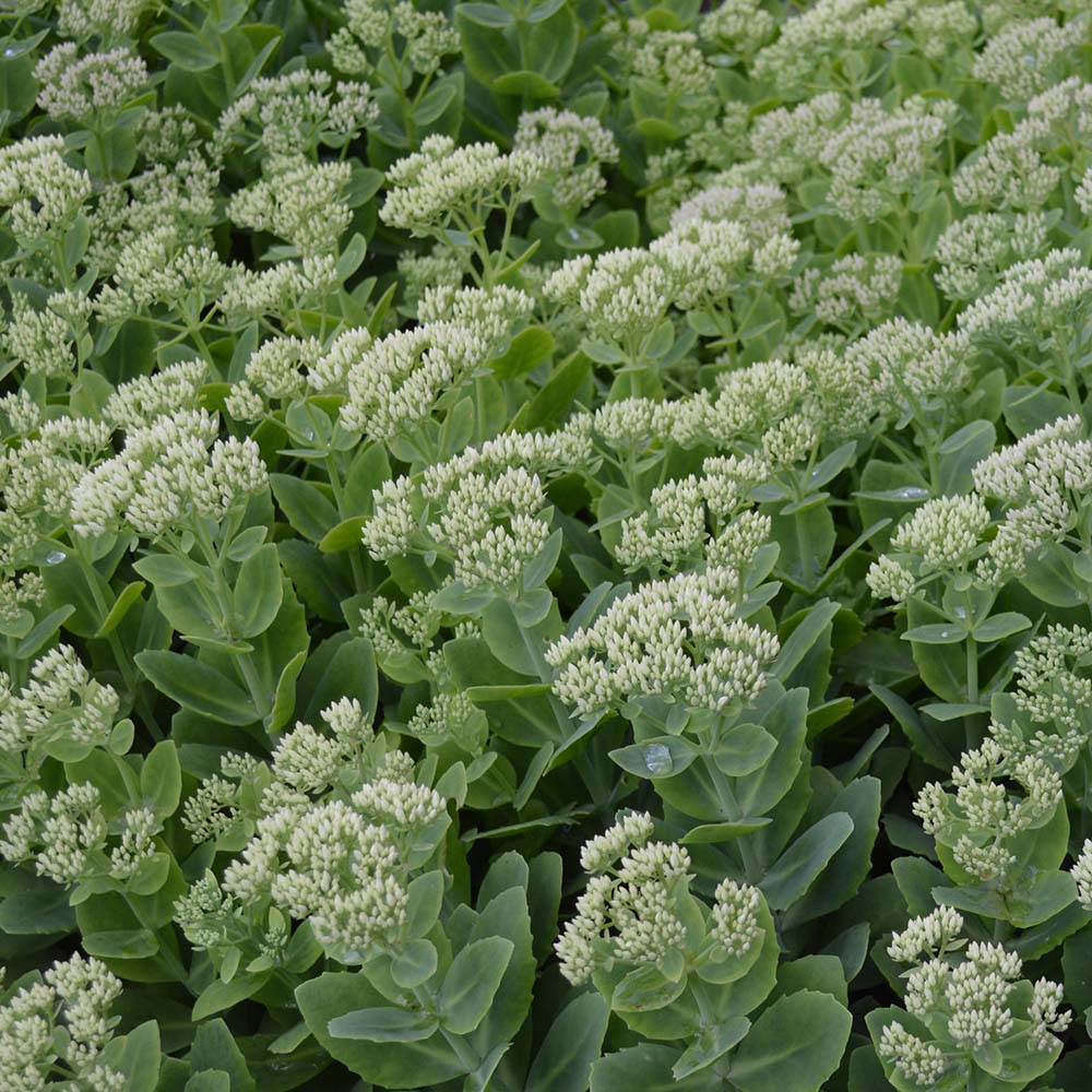 7f45a6b5975cf4eb3ac1ba7306f985a7