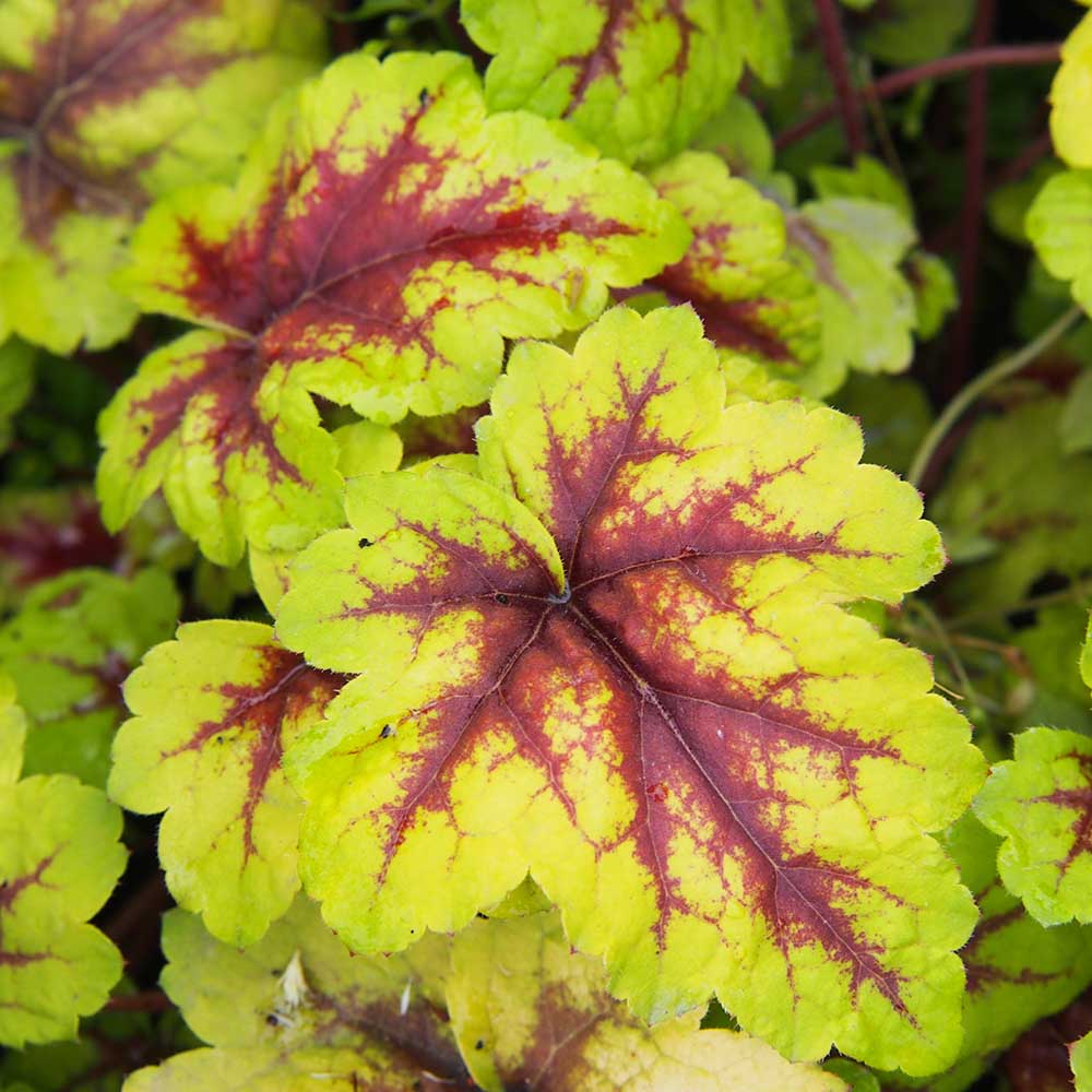 1c1e5506a70c5ba4f8edcb8f2f6cb9f2