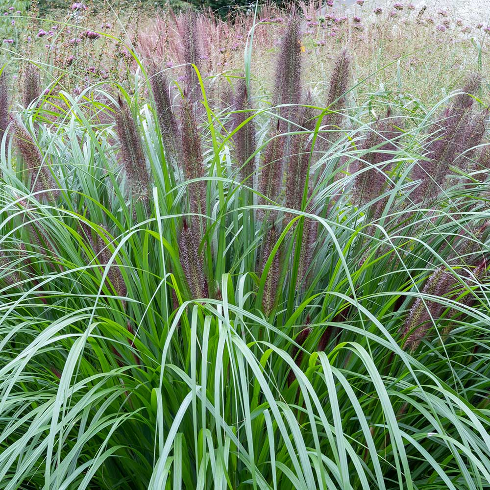 559e1a25b32384fd00395c6001dc5f30