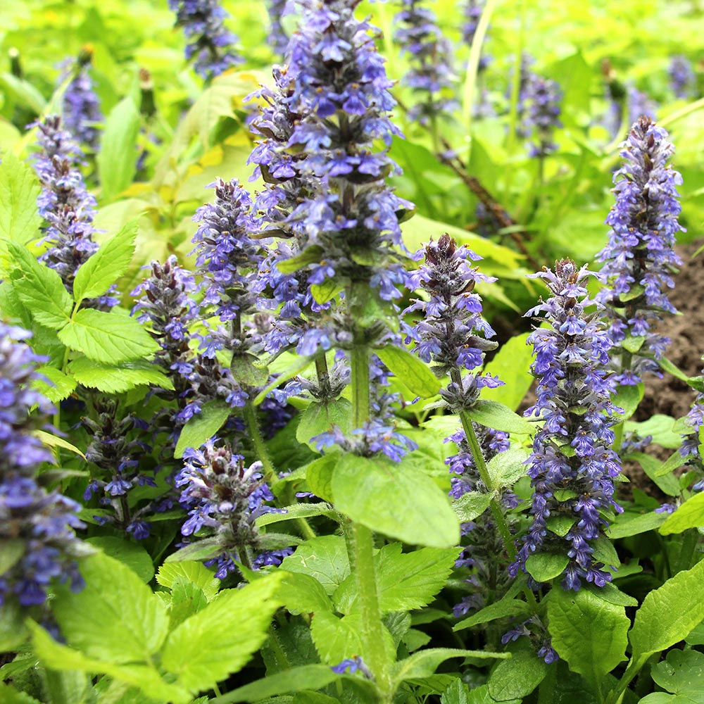 ff874a8c0ae4eac14555cef3cf8a7ce5