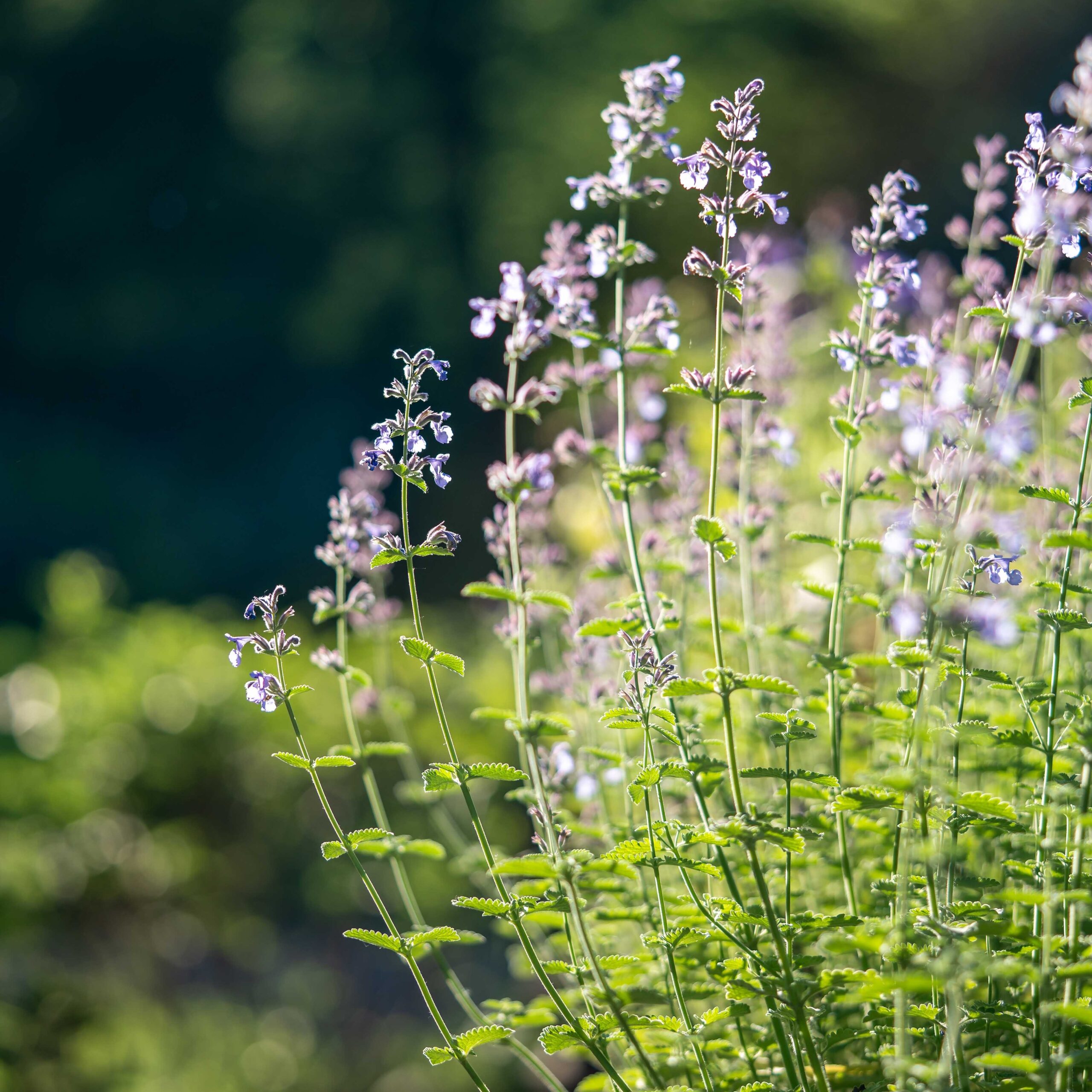 1d87abb00be0efbaea6eec9abde922c7