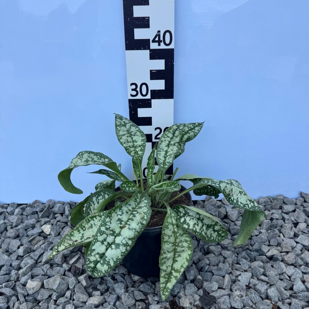 0630d3b80b6e42700aaeaa1a0e290bd3