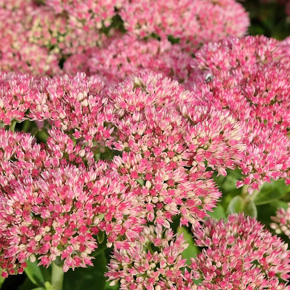 49e575bd62704b8827f6fcf91cd72bee