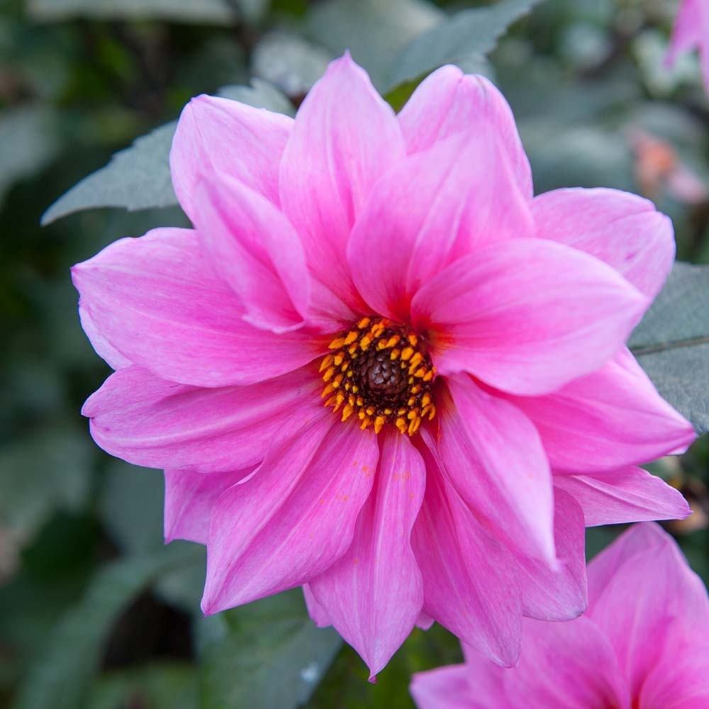 c3c0b23e289c02d1cbd1c31c7a7ad441