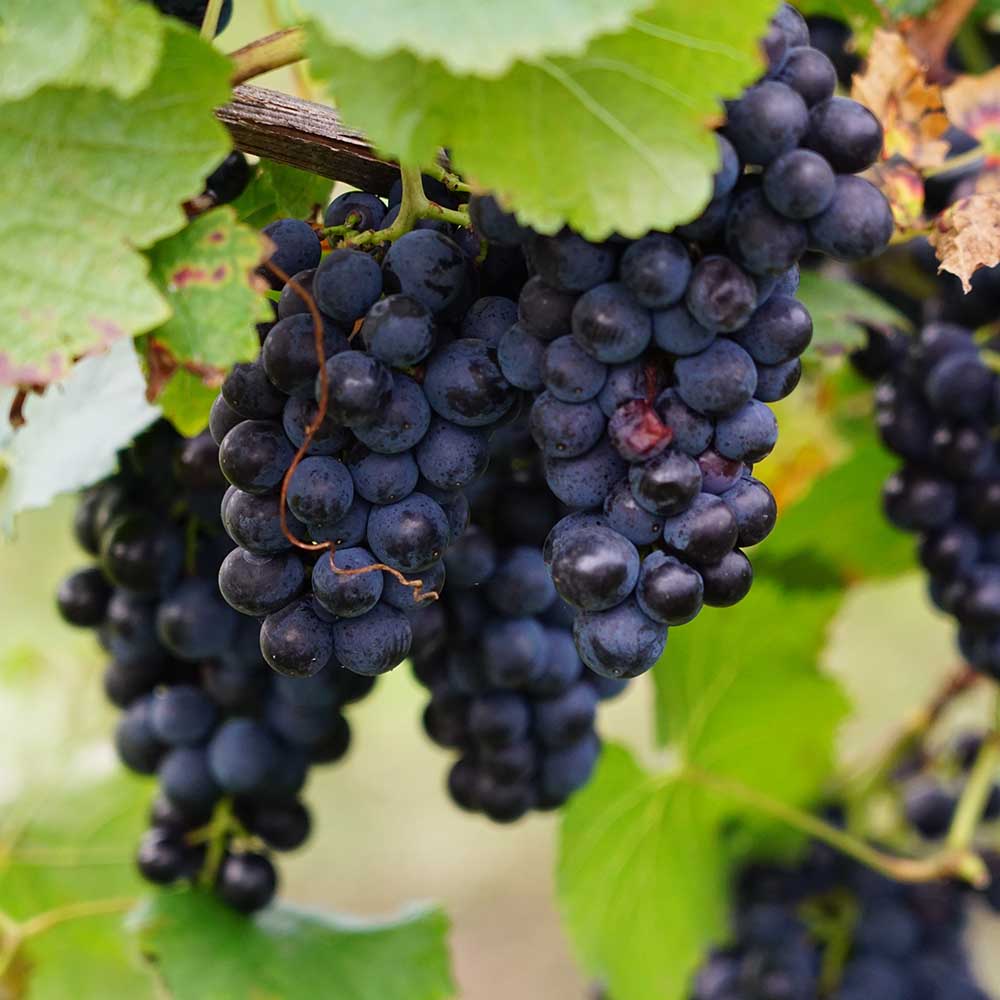 8e24a9b6f36e06f69ff85ffd11a9fcf5