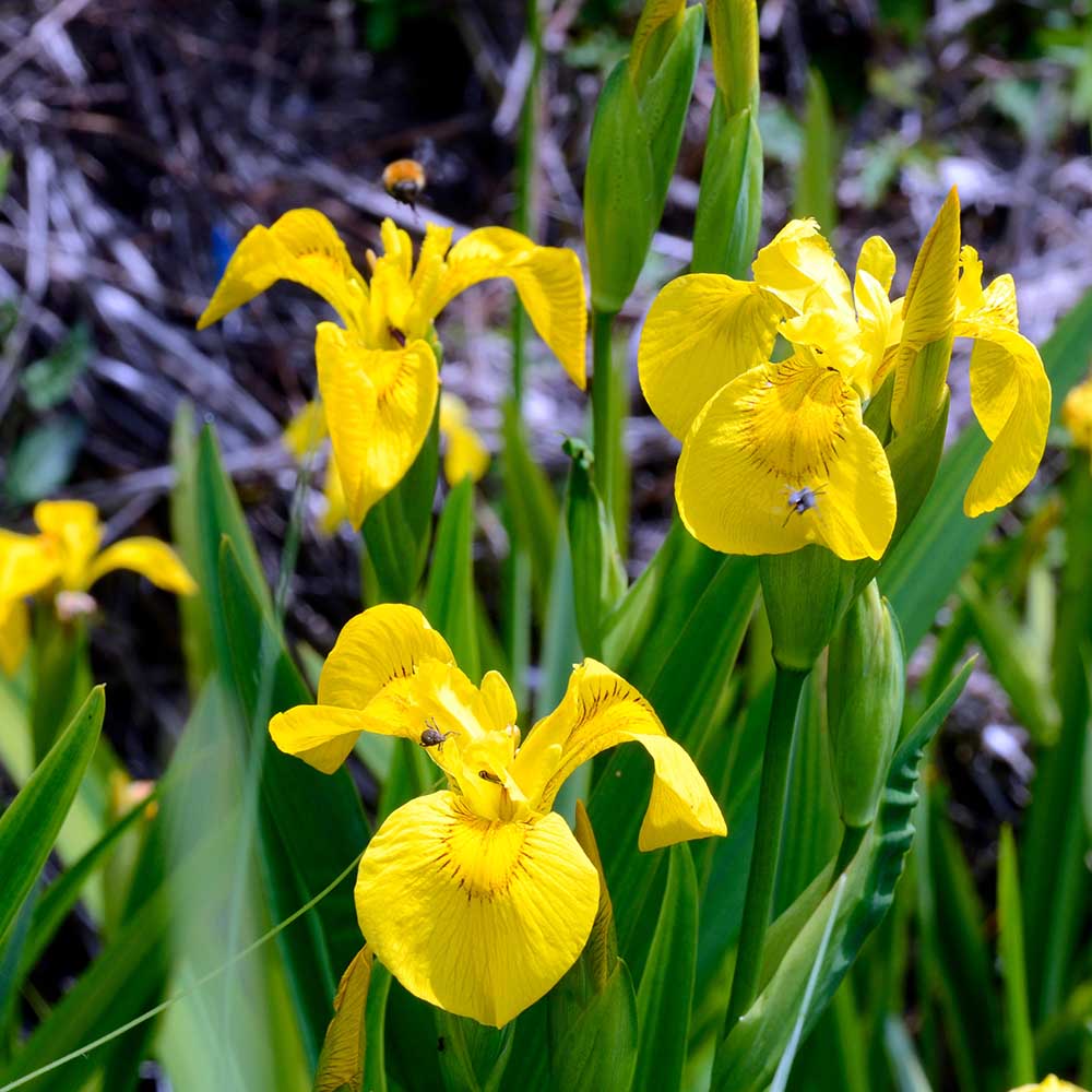 06aebf7117c046b24c34bf0d22be99ac