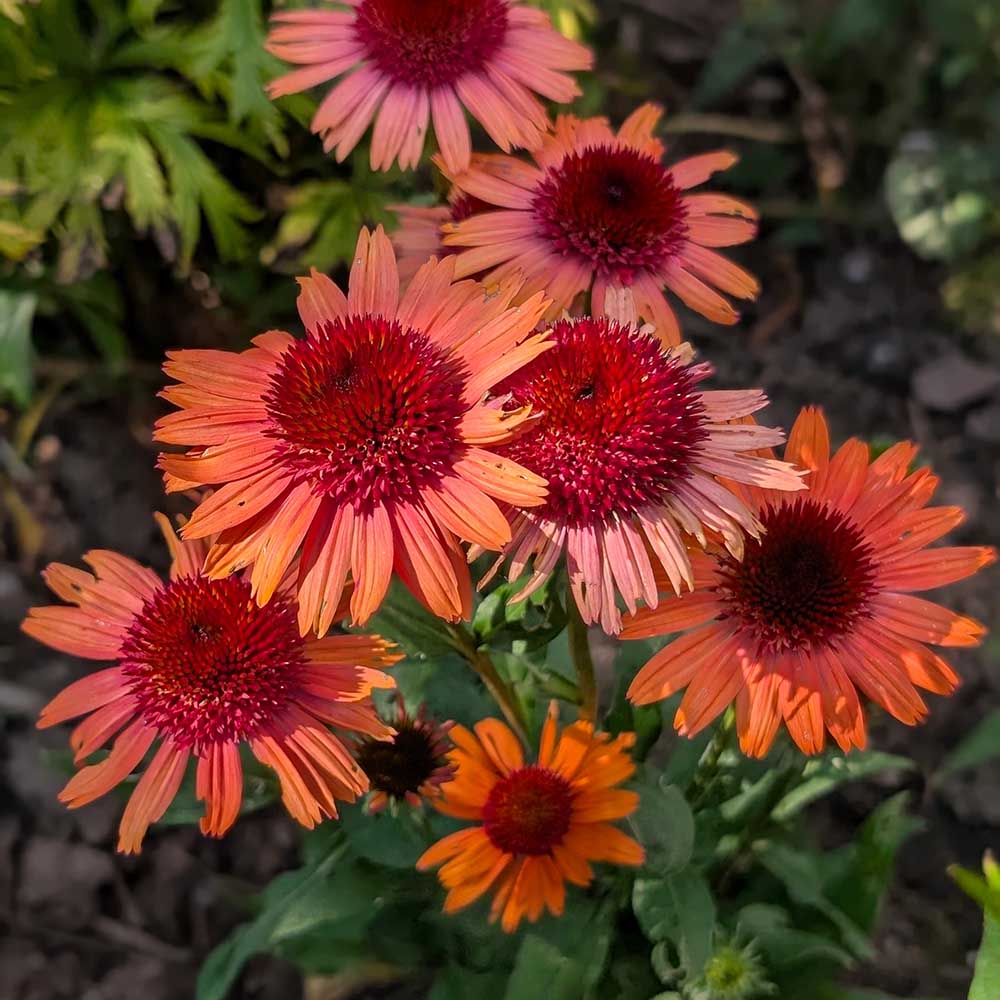 63d522cd37cd55cff89666208fc83668