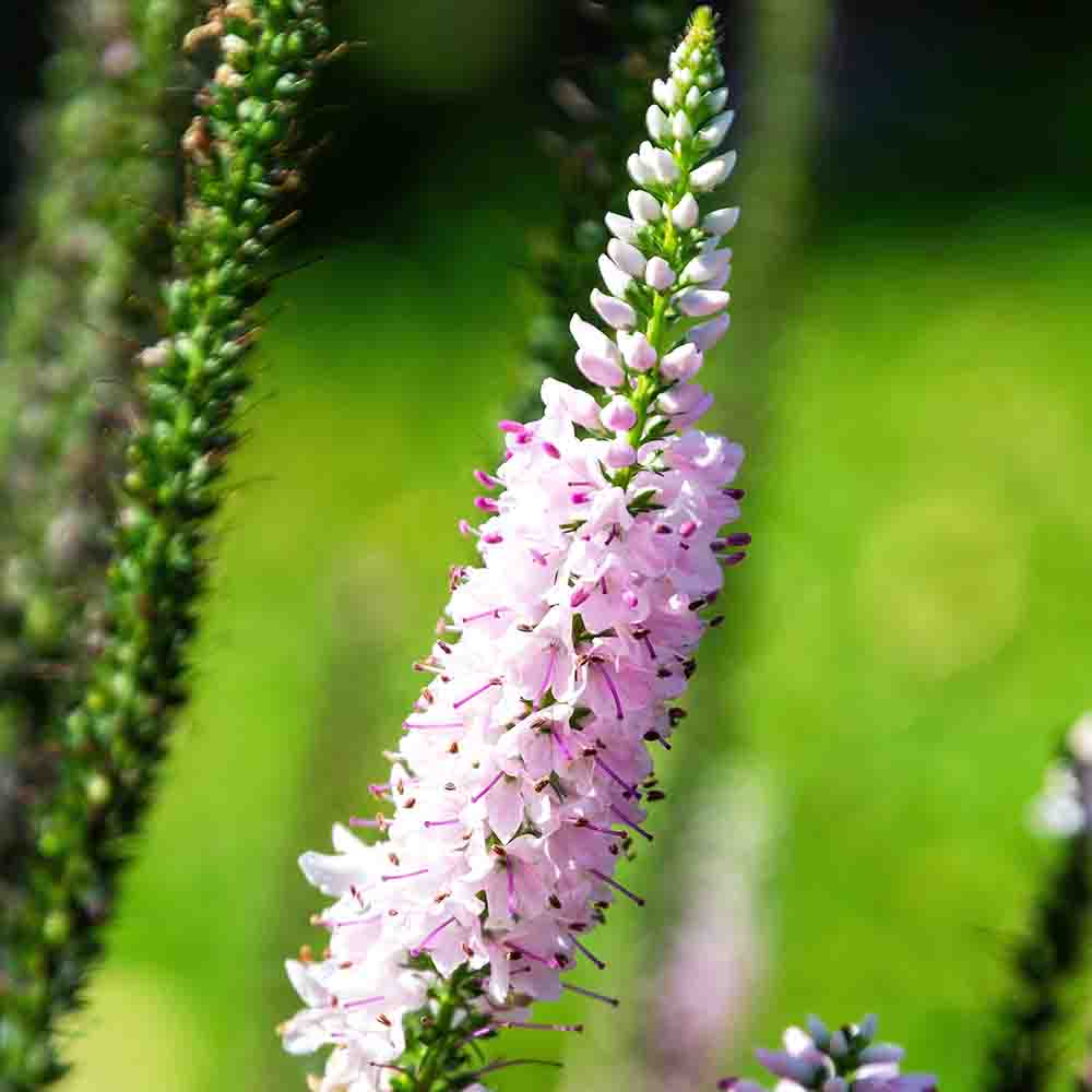 862b641e580309b388c9f42705322d8f