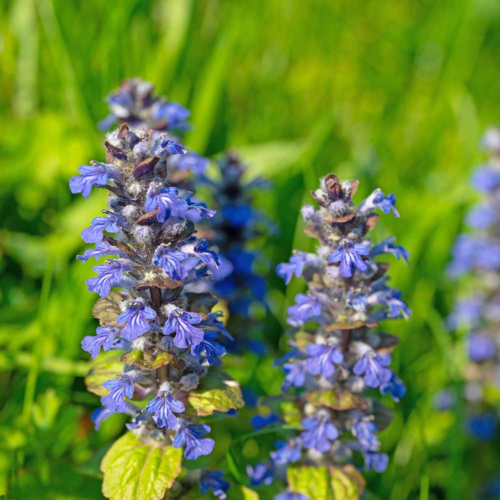 81e9a0871e77f6bc5c7669dae79888fd