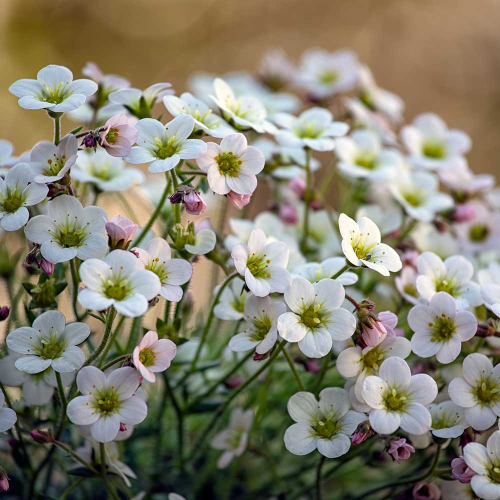 89557955b3e7d4fde60b0ef34924b903