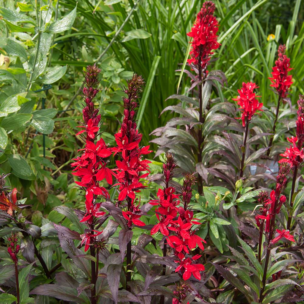 523806c654801a7940dc50cd06a199c5