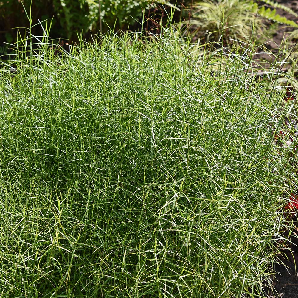 e02d149de71f8efbb0f7e7b5bcee10eb