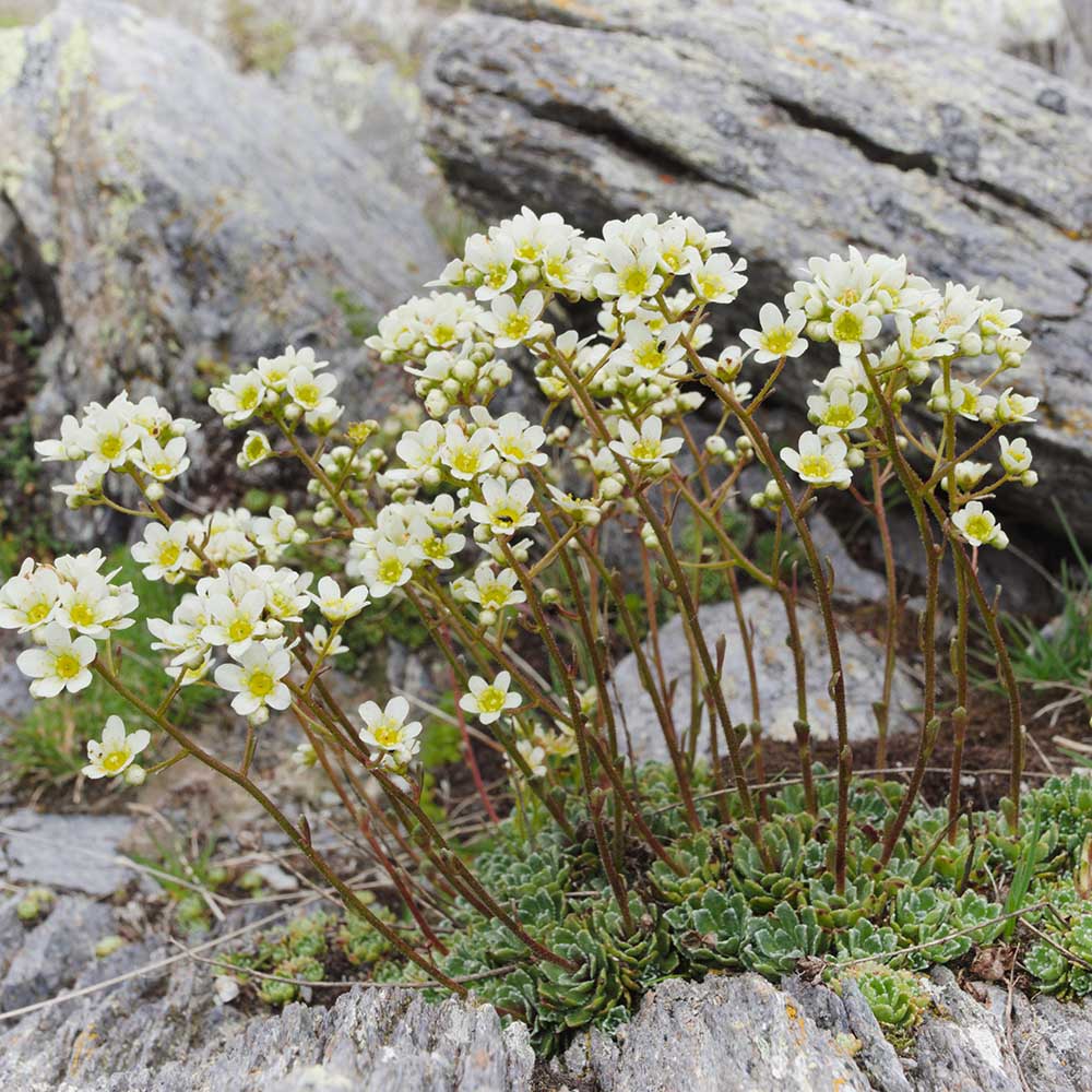 41c4cea037a4c1e5a44aaa7a2a6cedde