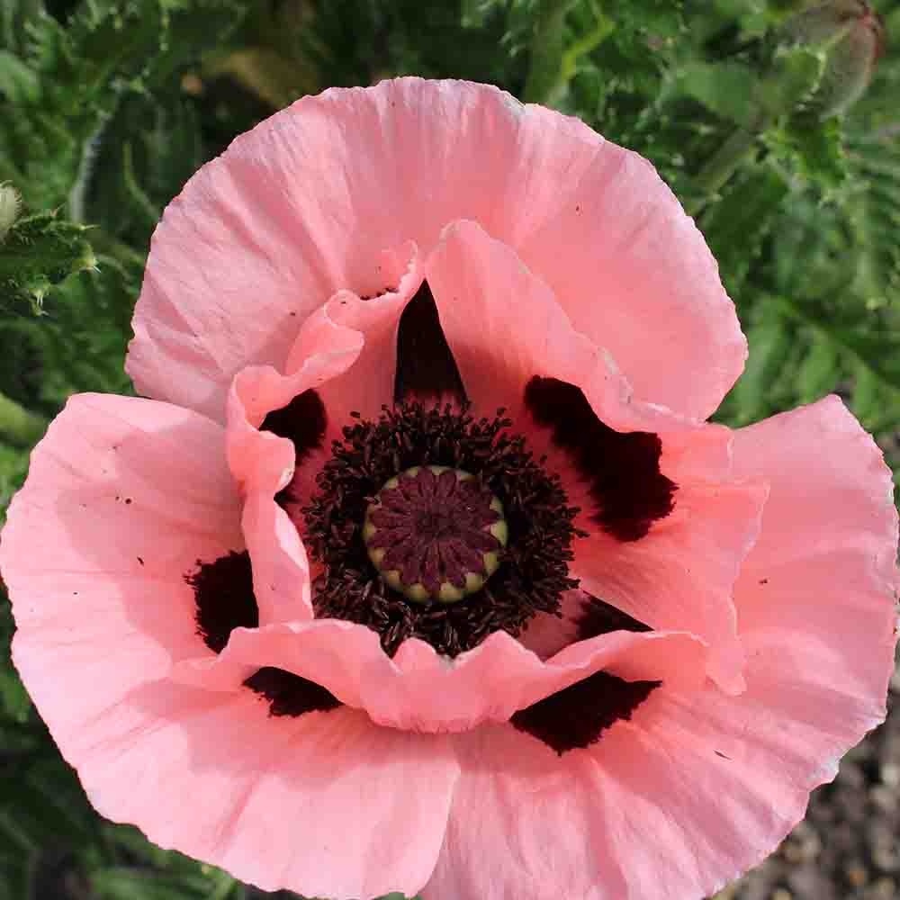 7500371d6b910d9c76700991a2729143