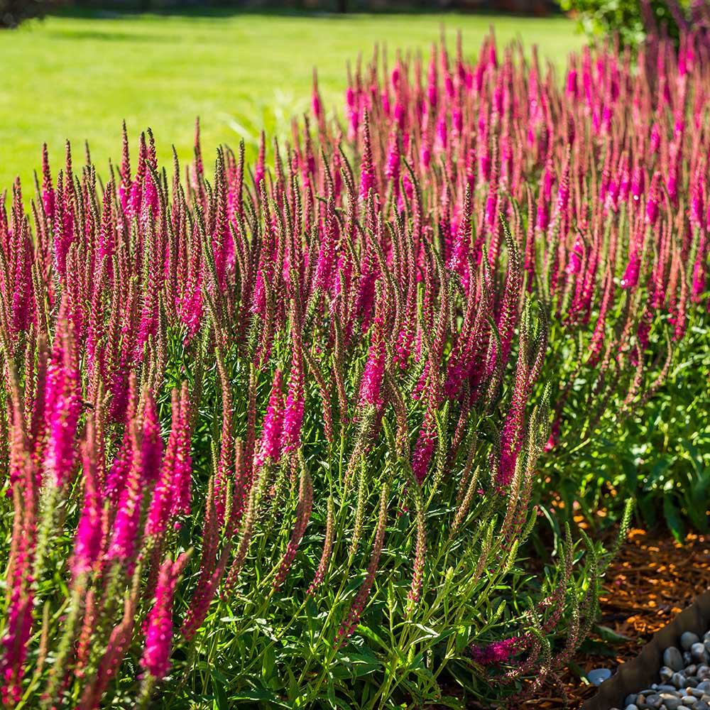 a19bf7cf93eec66cfc8b627f29bbdd72