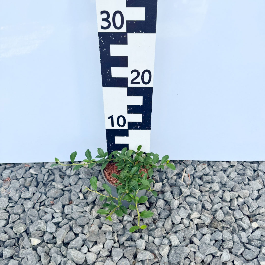 ce5634d48ff8cb7ae3e9ac8ea6073e09