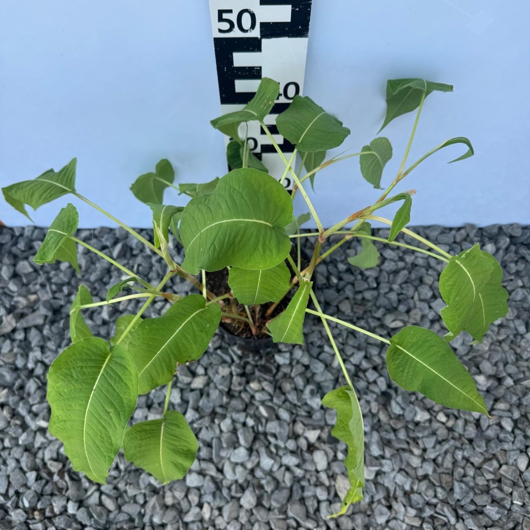 b487294f99b2da467a986b952dcd68b7