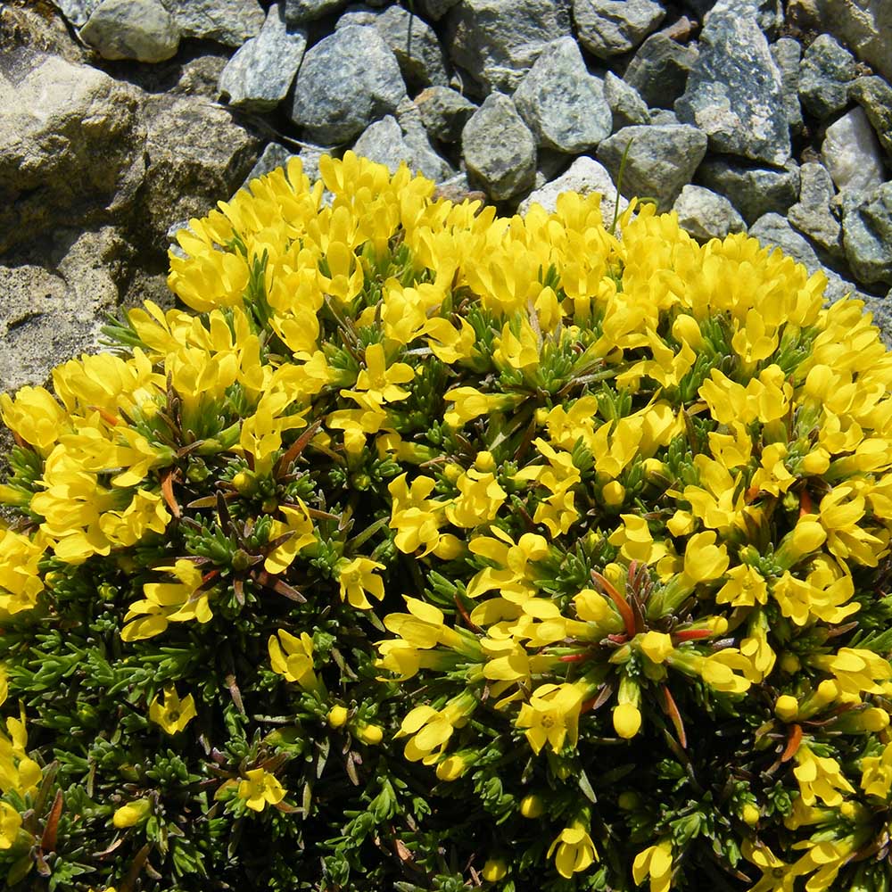 2c94b5431e19fd528ecef56360e1a686