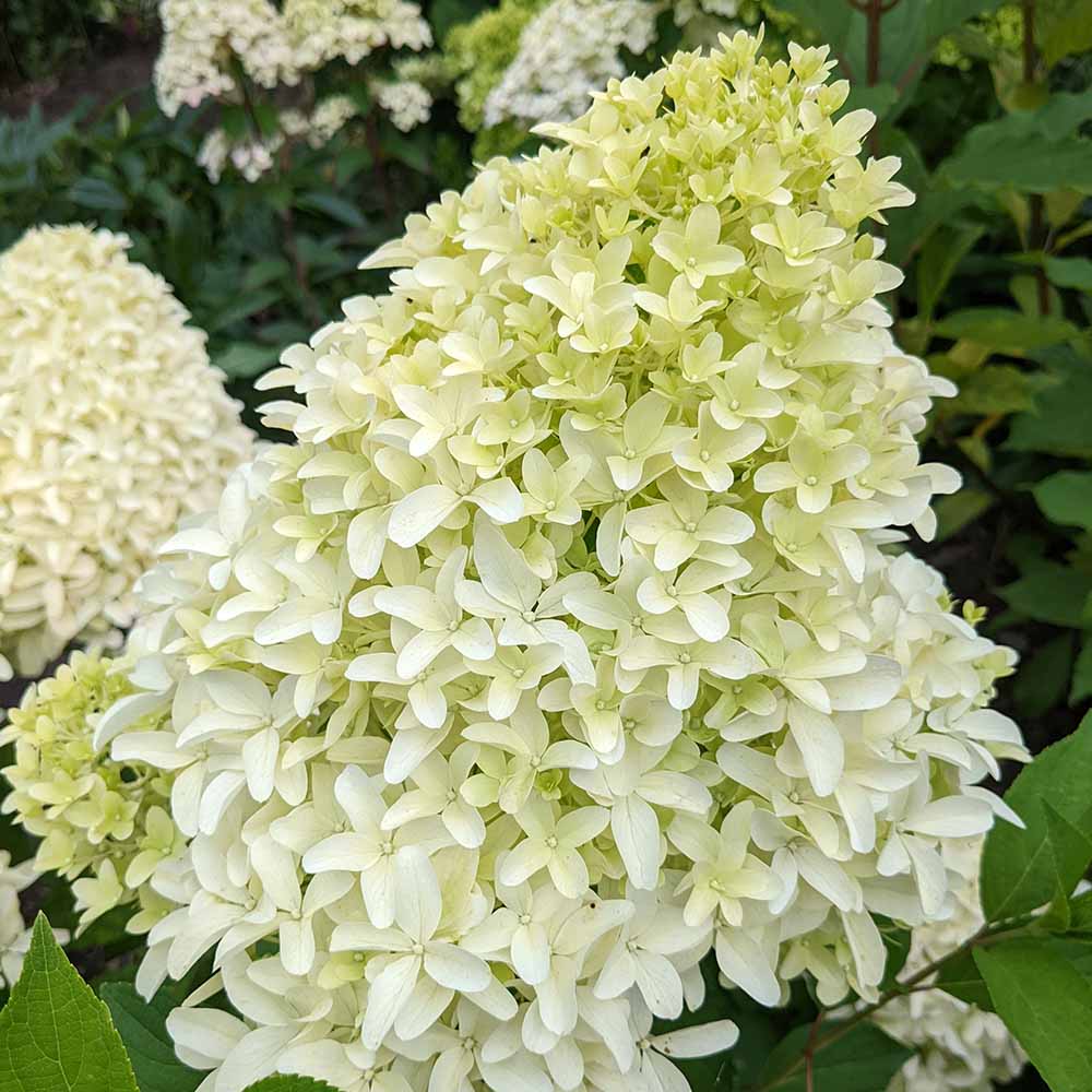 a725f1498a2aaf409dcece473cc29994