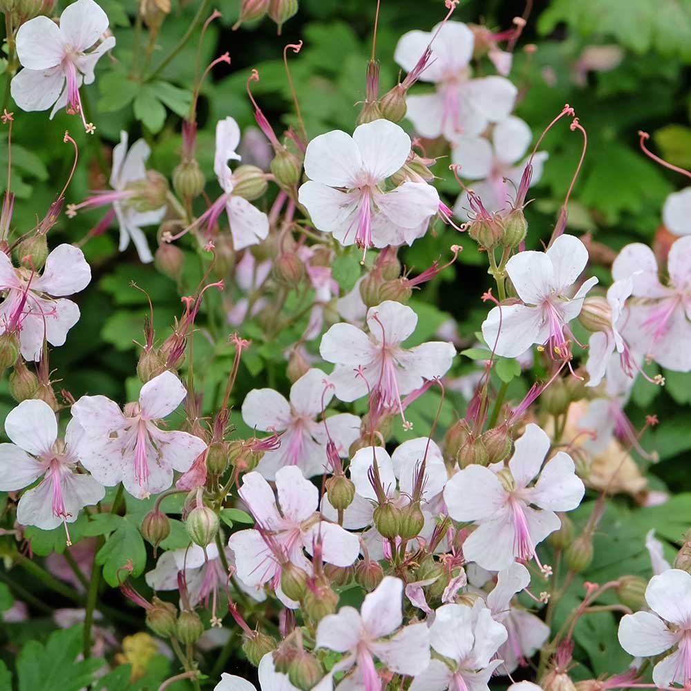 5e4b3539f31033ec09807bc5b71e3352