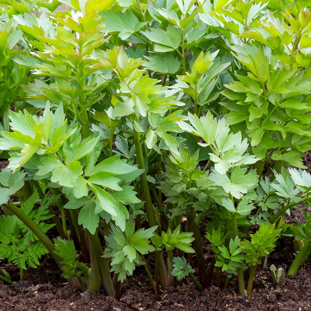 78630e40066ea30e1aa6a3e05721c59c