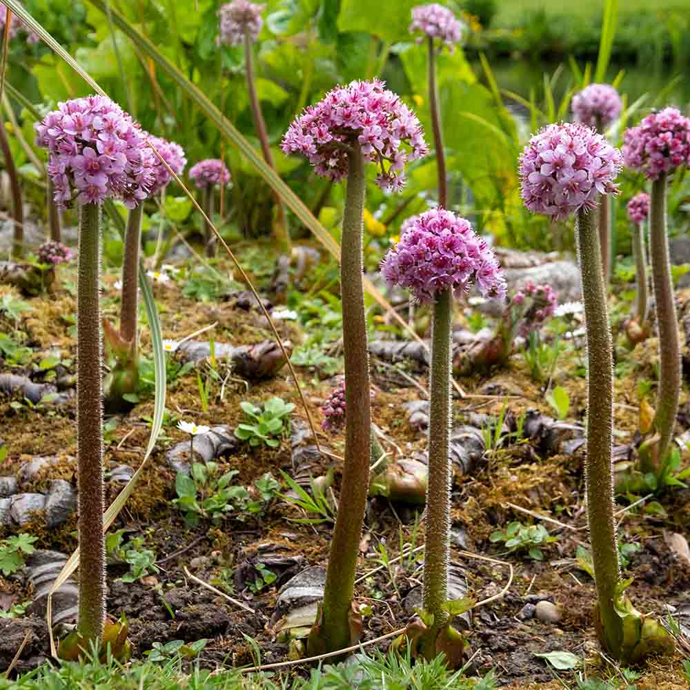 1fe0c912cf40a38bcf731485bbc62579