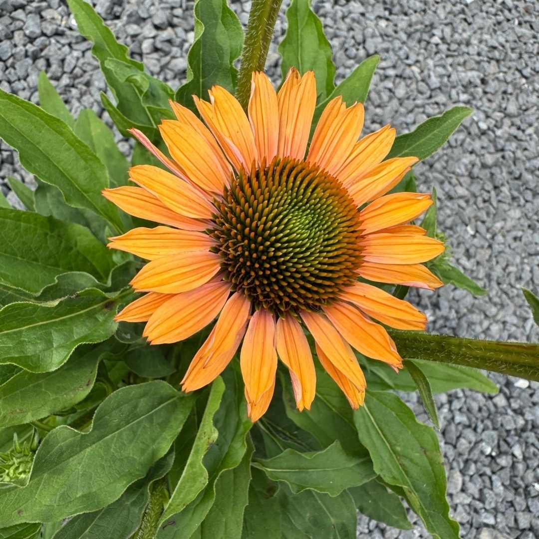 e59664d2558ba77827d87e75e134fc1e