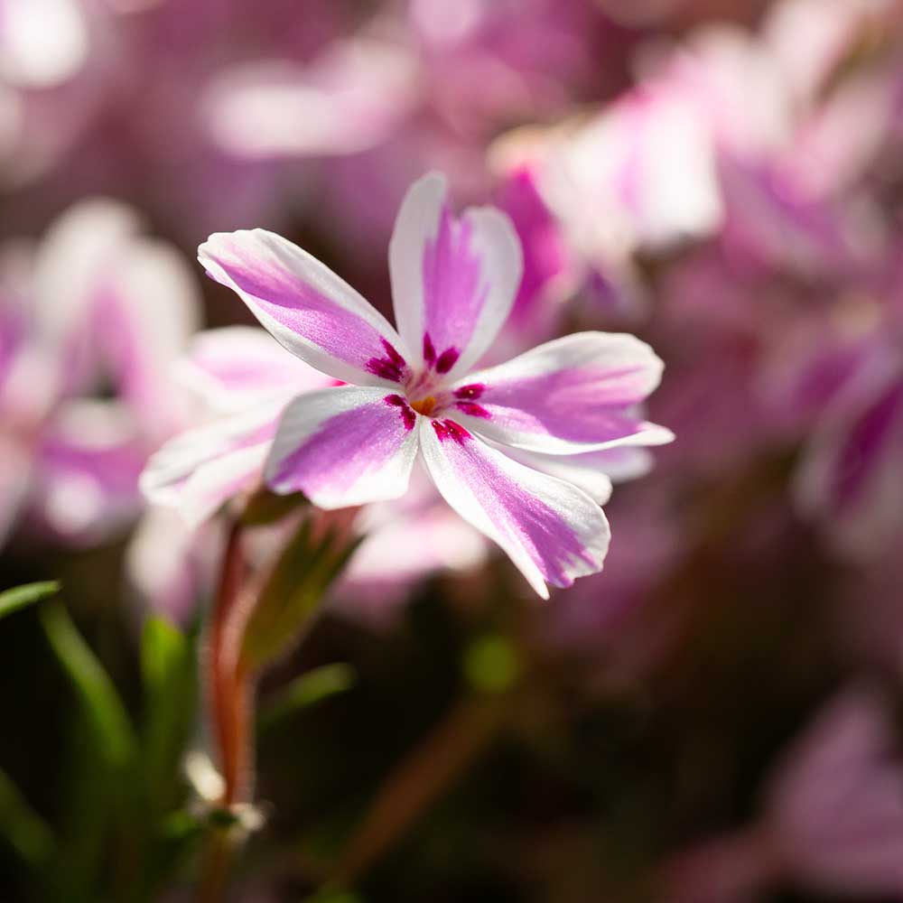 101094beec3597e317ec419df34da45b