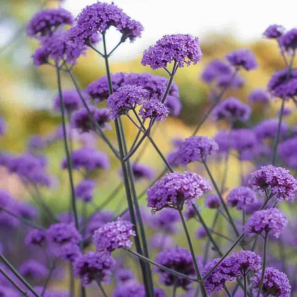 b12527e36d164c573e8cf76350a11d5f