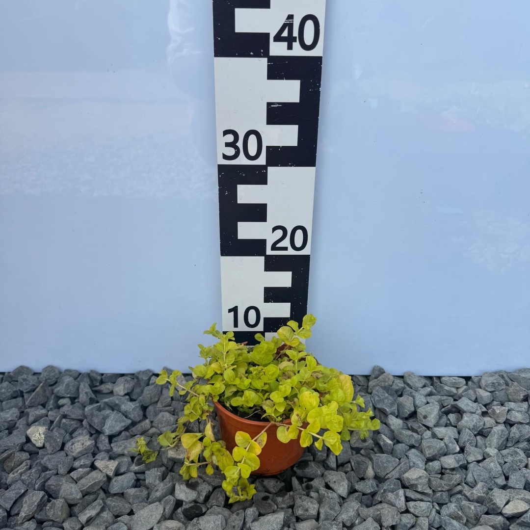 7b9f90a9ad3c44cd6f9934f6572cddca