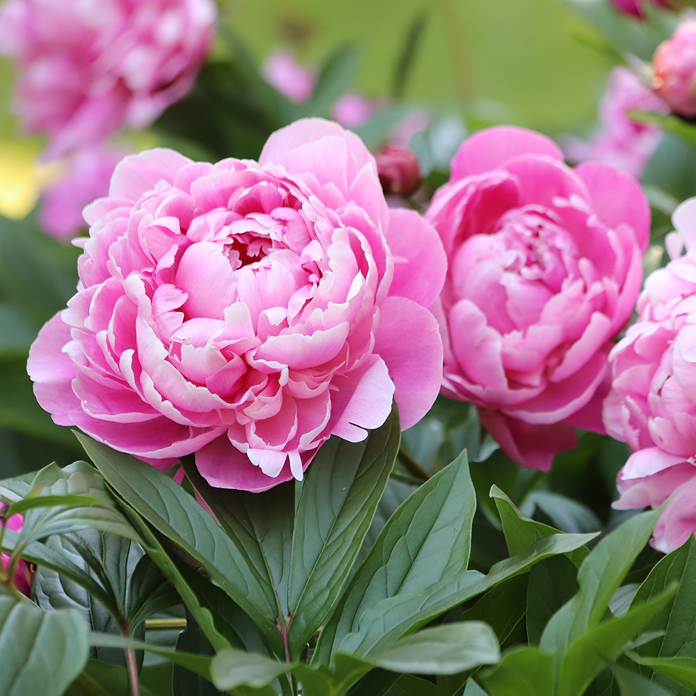 fa94175ef13a85a8cc94403ff6a32627