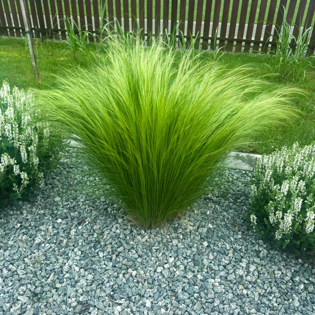 775c65b1bbe23b467cab3d9ff956a53a