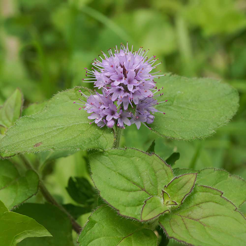 29b9646755c2a9b7de8e777eb1370307