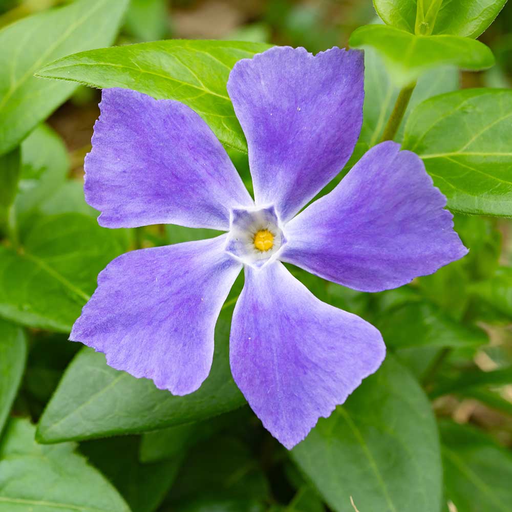 bf60f2b1f2ed0d75dc54291965a9f52e